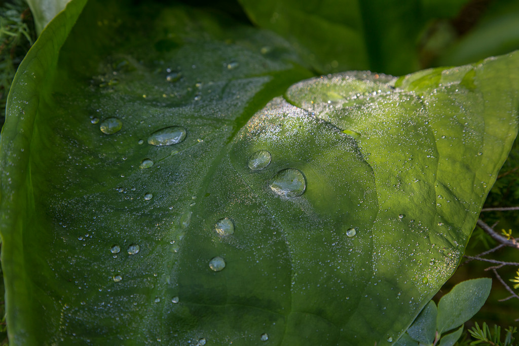 Water droplets on Skunk Cabbage Leaf
