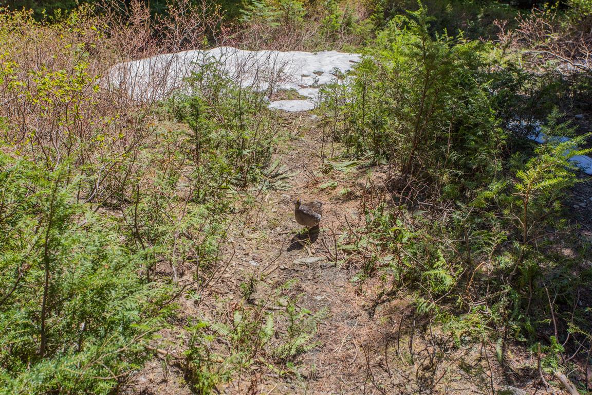 Grouse on trail