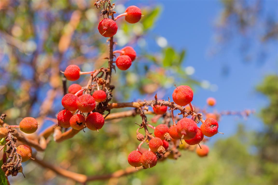 Arbutus Tree Berries