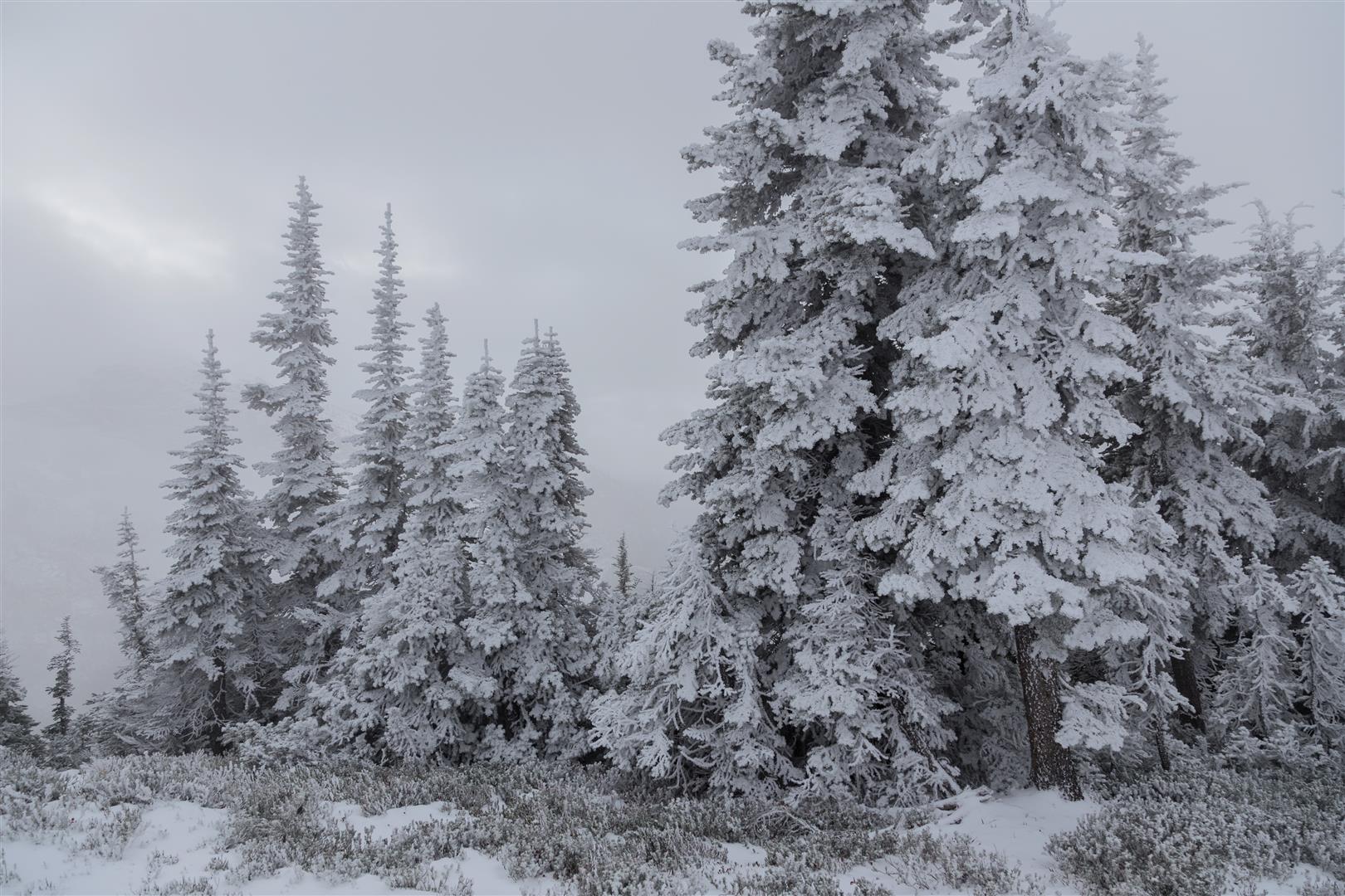 Snow-covered trees at the summit