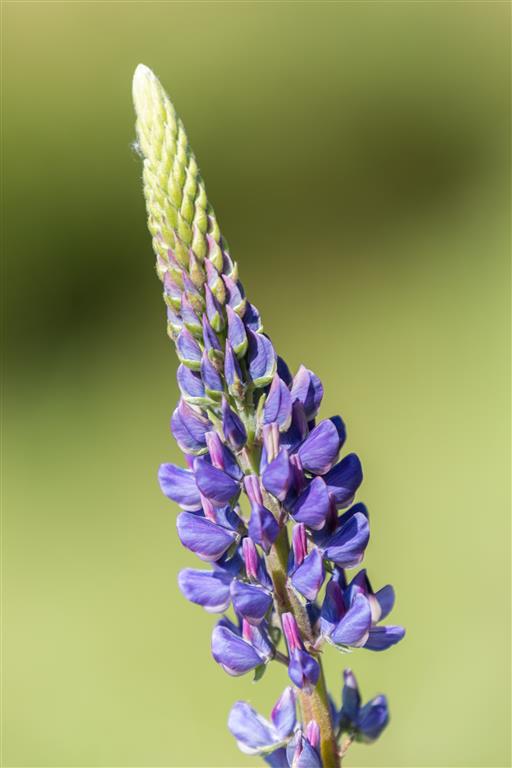 Purple Lupine