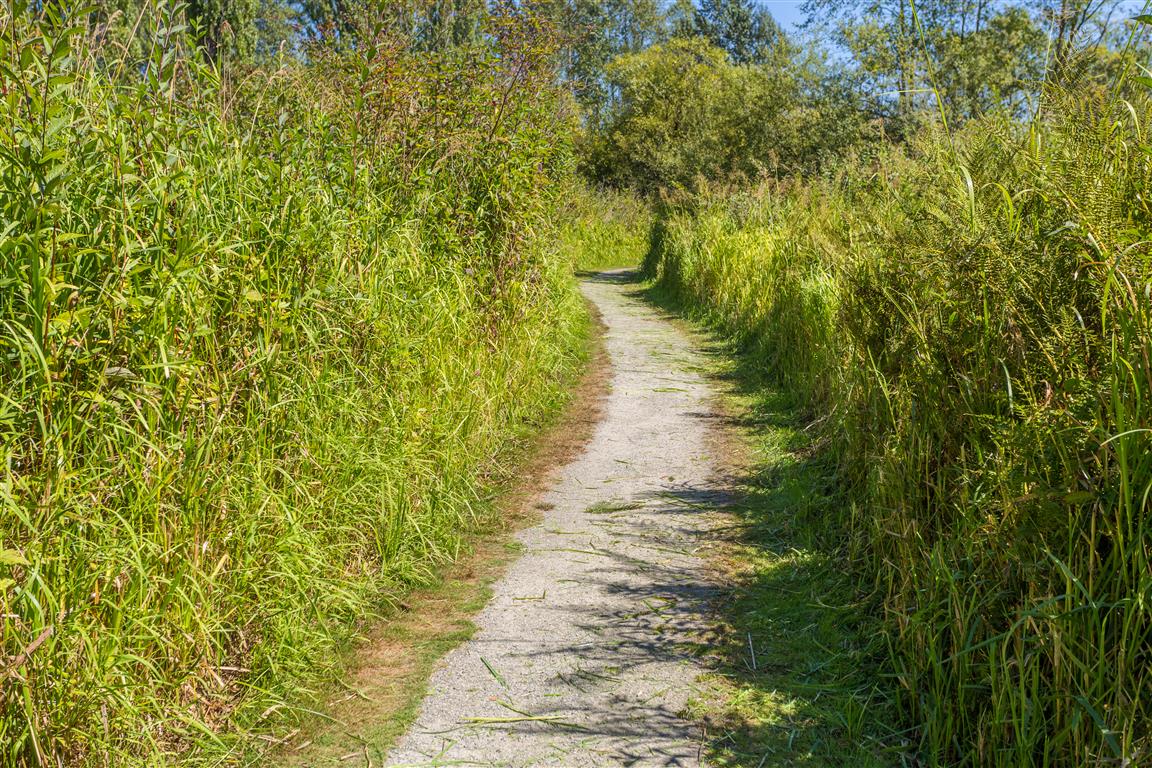 Trail bounded by high grass
