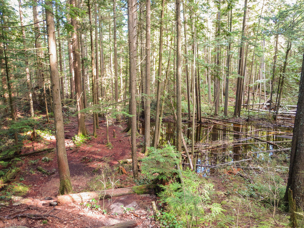 DV Trail 4