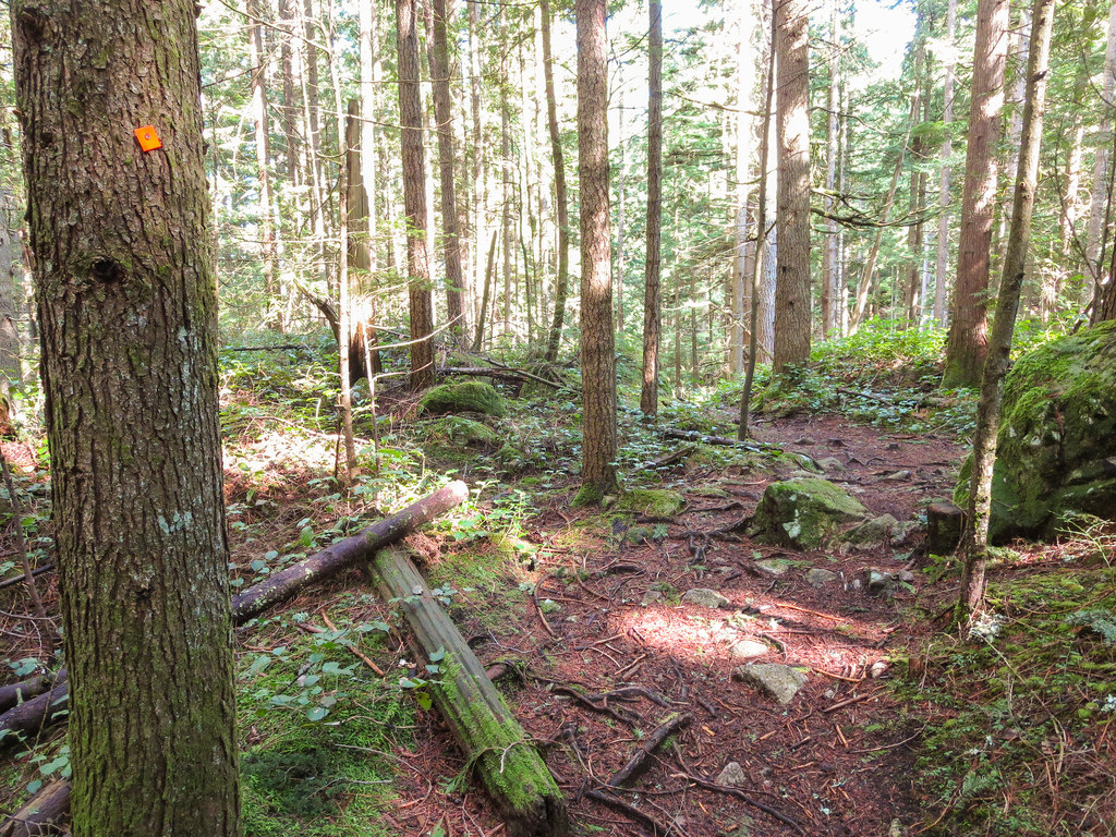 DV Trail