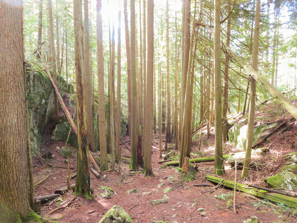 DV Trail 3