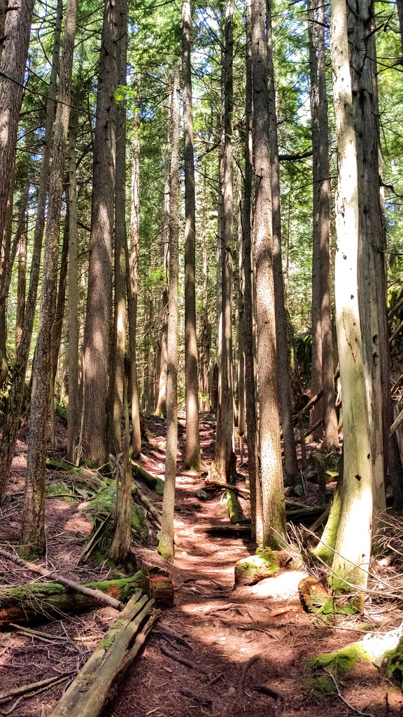 DV Trail 2