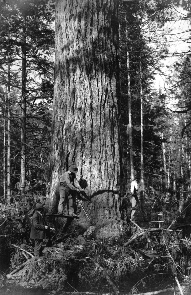 Old tree cutting down