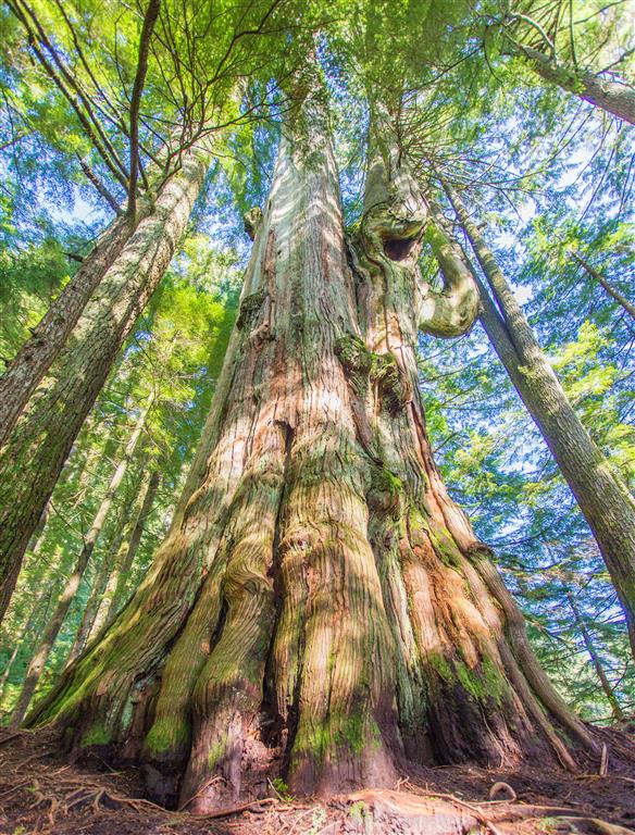 Big Cedar Tree