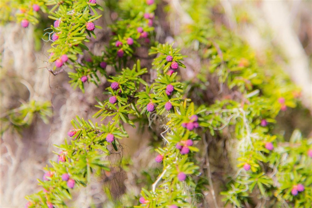 Flowering pine