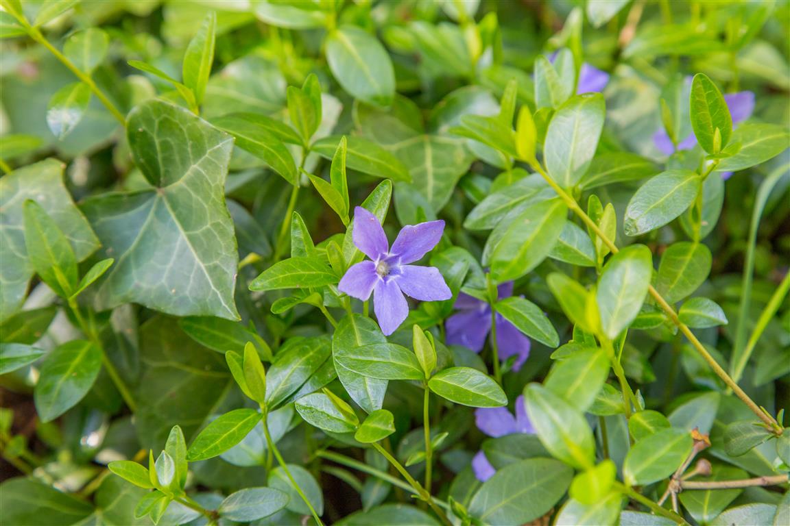 Periwinkle