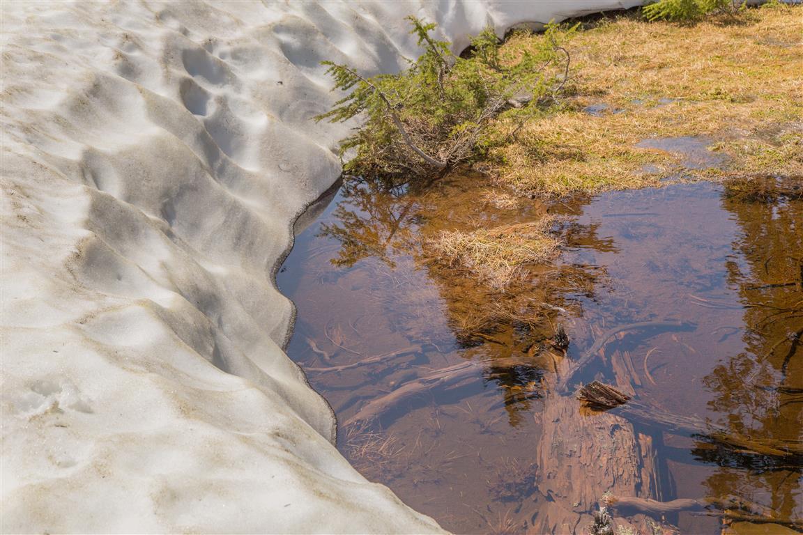Edge of small pond