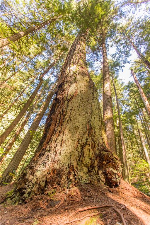 Huge tree