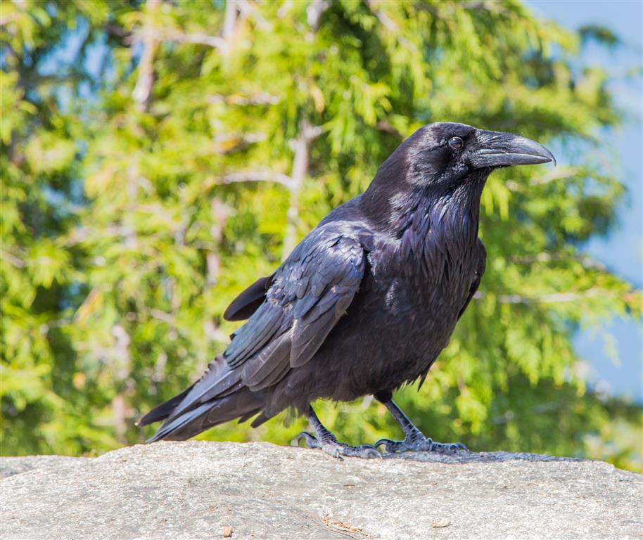 Raven