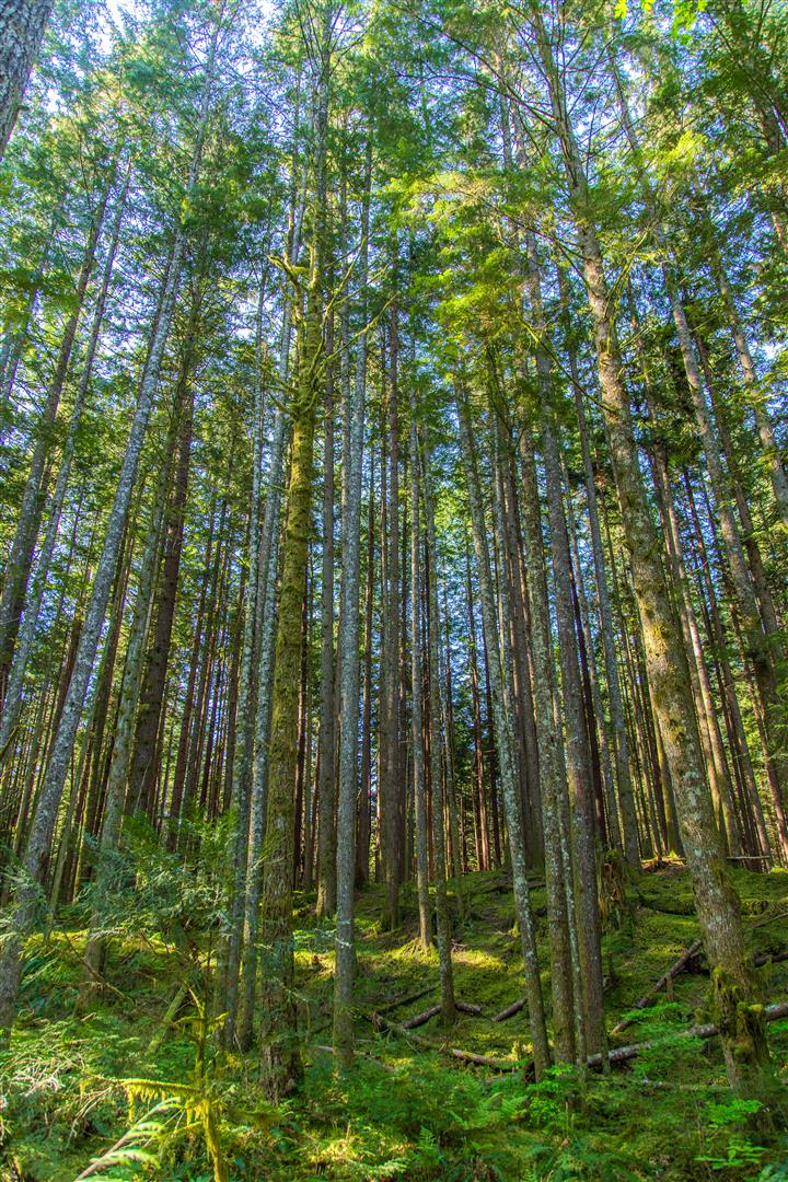 Tall trees