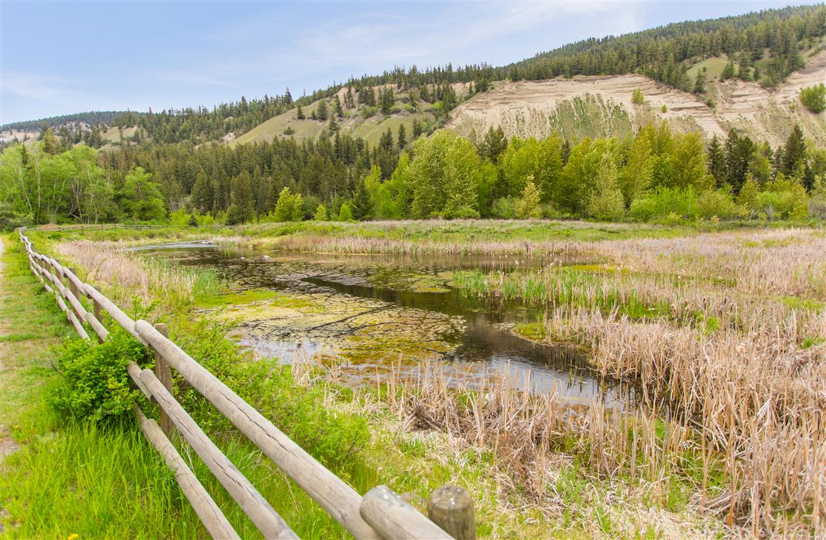 The Marsh