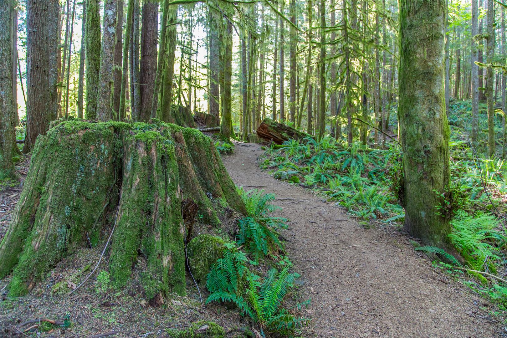 Trail Pic
