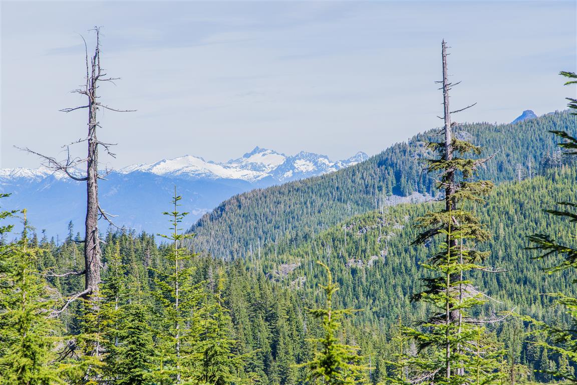 View looking back down from trail