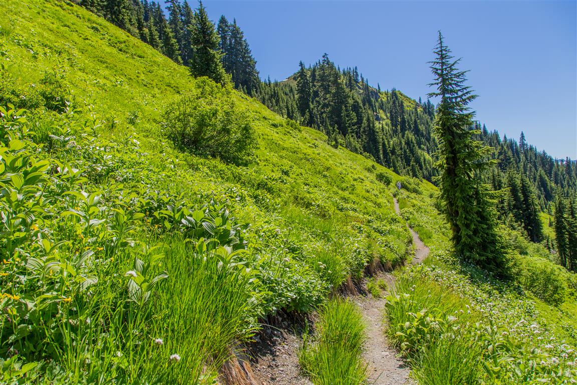 Trail
