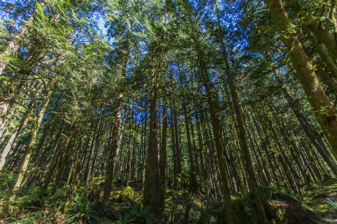 Forest canopy