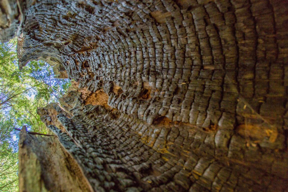 Inside of a burnt tree