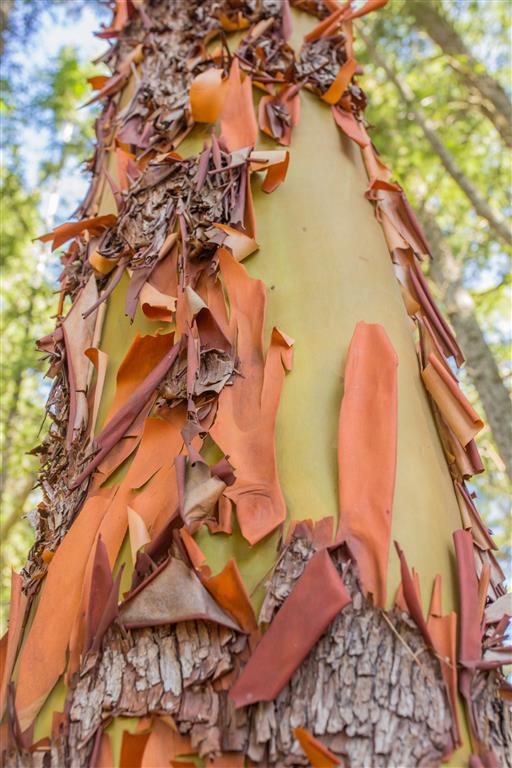 Arbutus Tree Bark