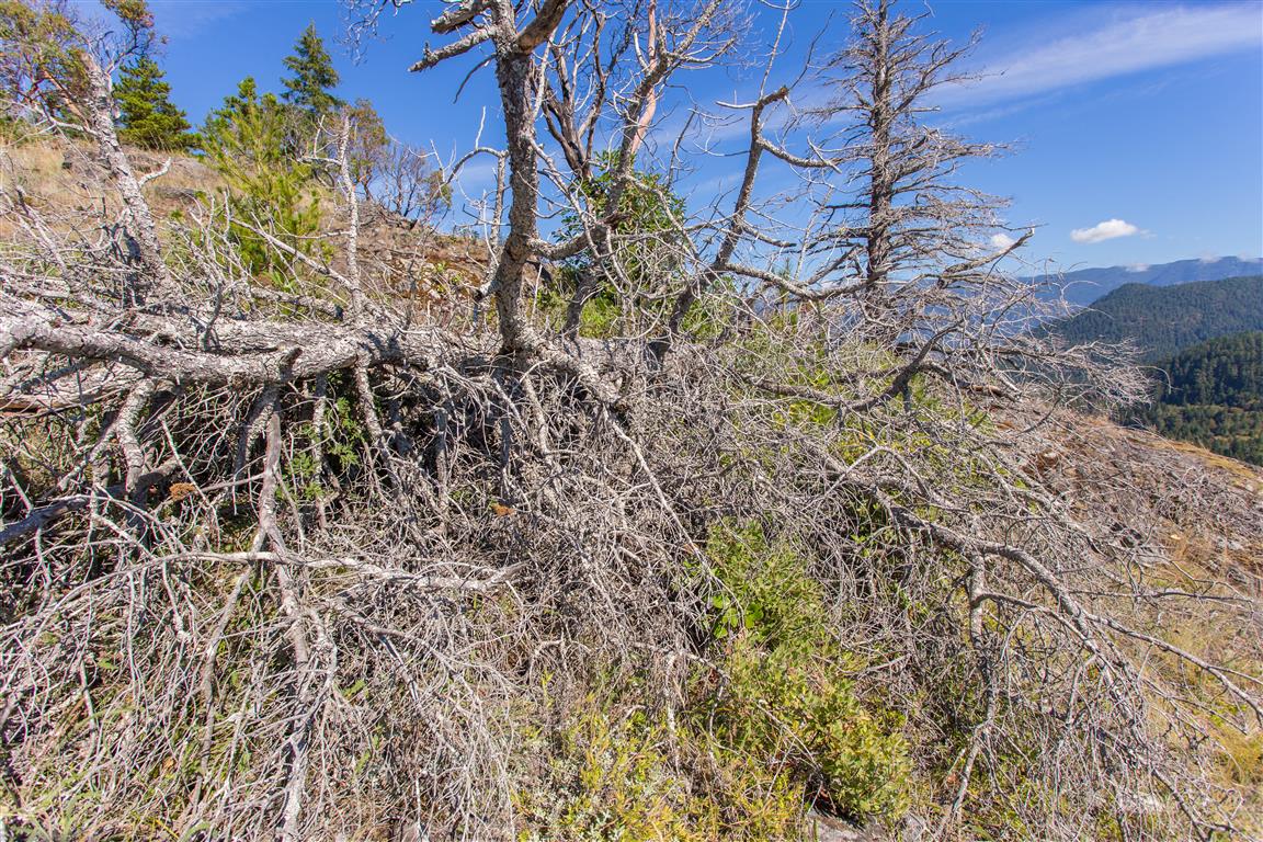 Dead Tree