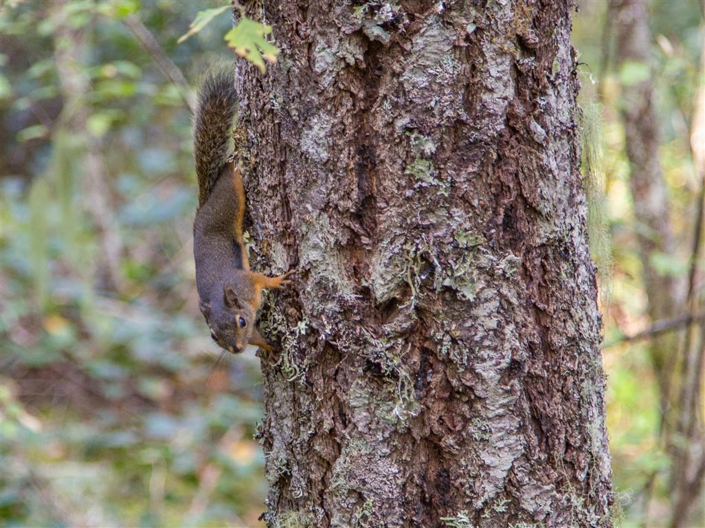 Visitor