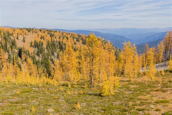Golden larches