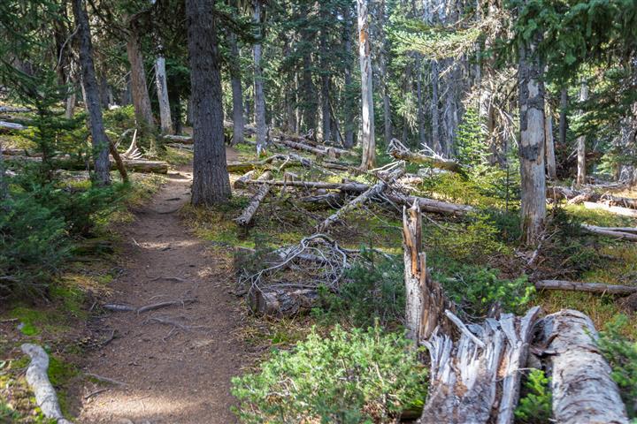 Trail