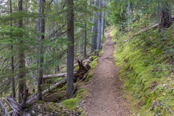 Trail