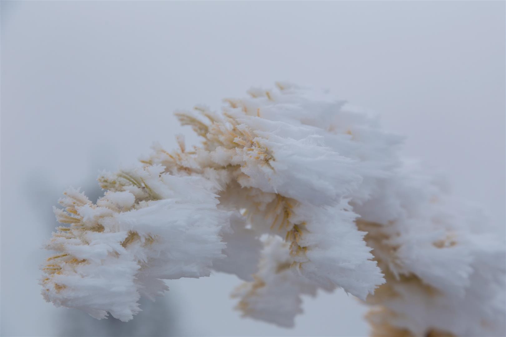 Frozen Alpine larch