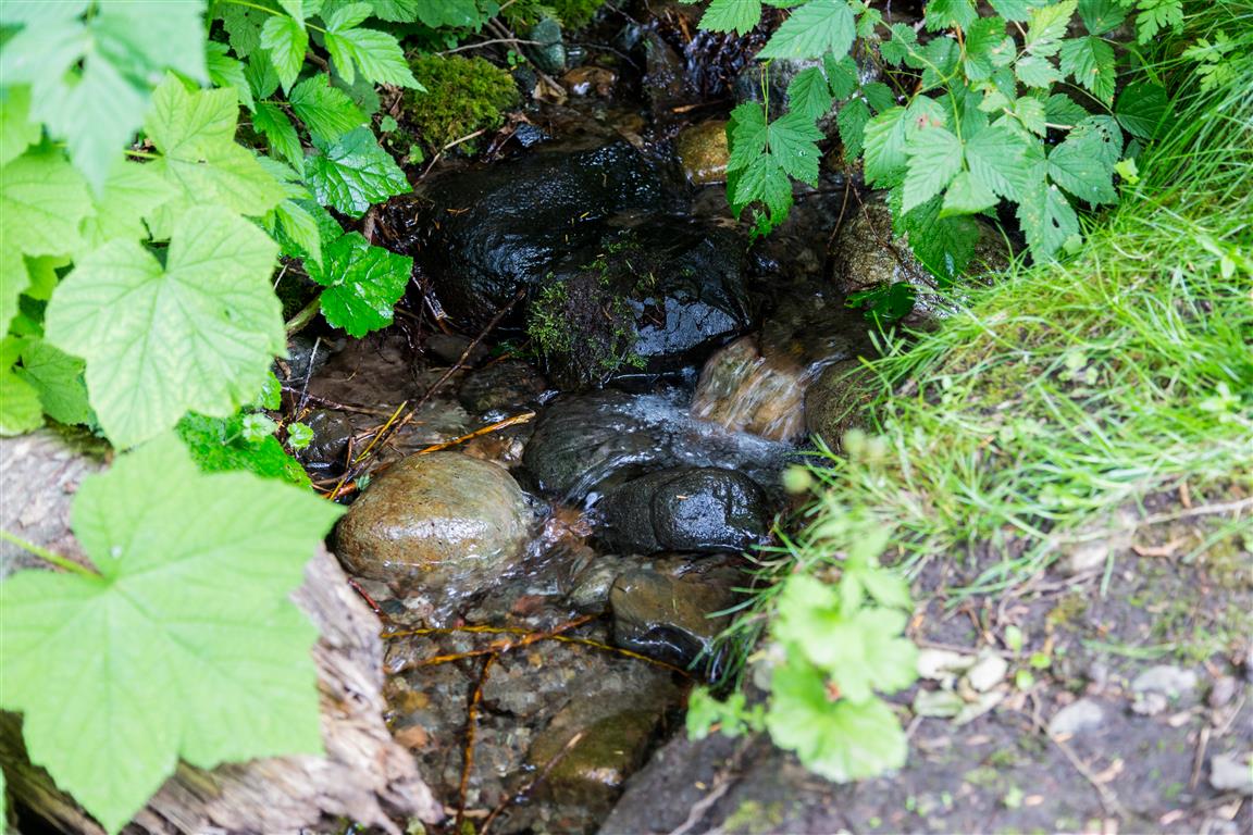 Thom Creek