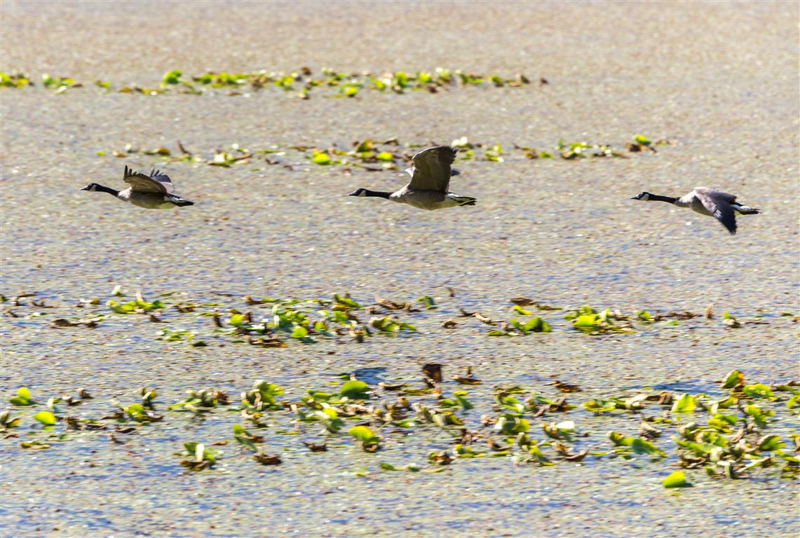 Canadian Geese