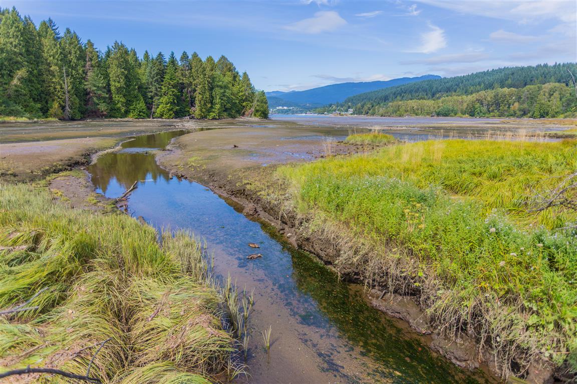 Creek going into Burrard Inlet