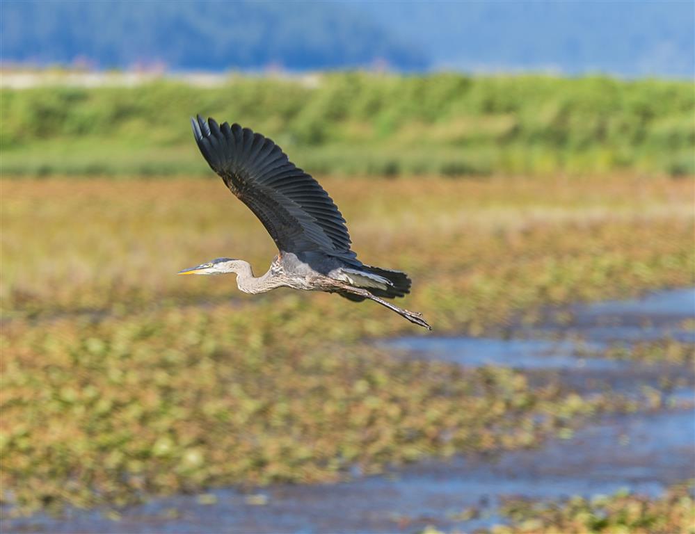 Heron