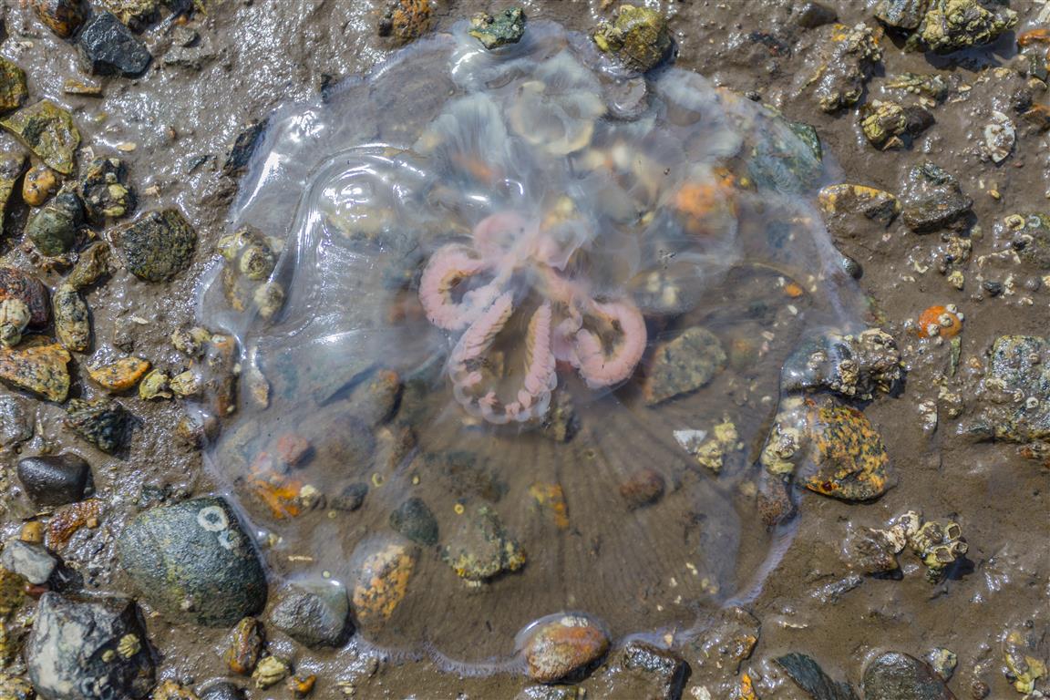 Jellyfish