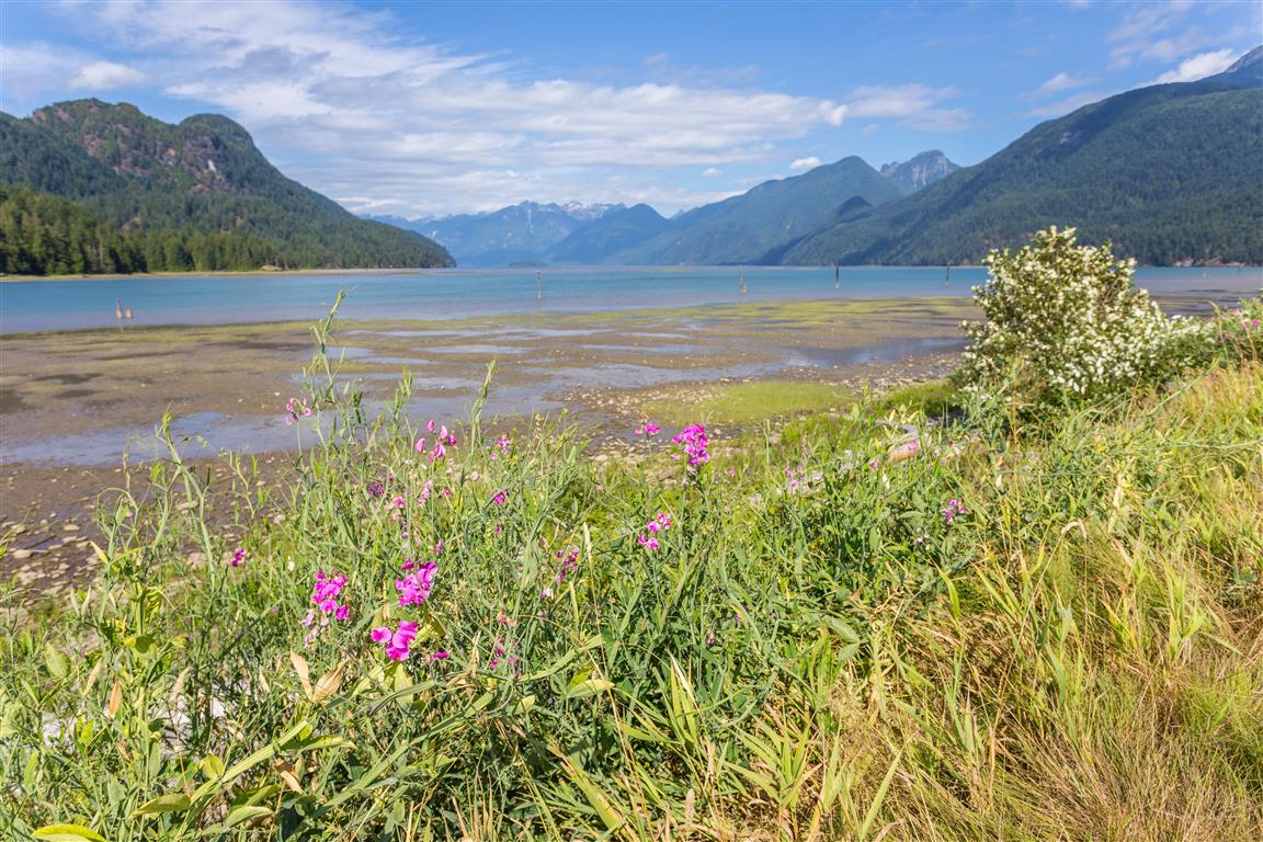 Pitt Lake