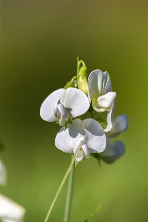 White Sweet Pea Flower