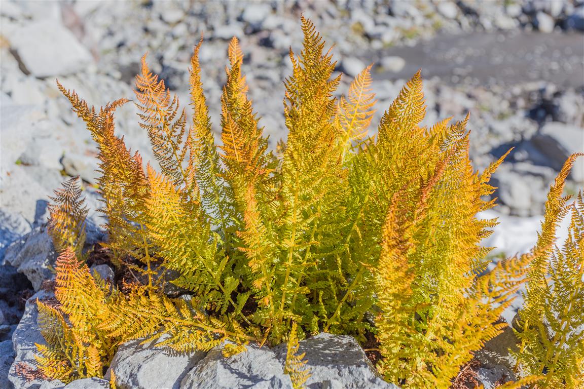 Alpine ferns