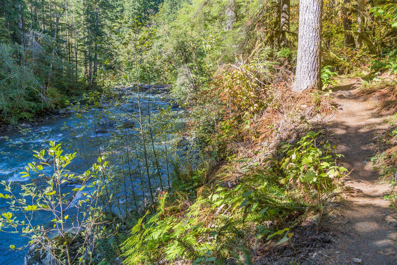 Nooksack River and trail