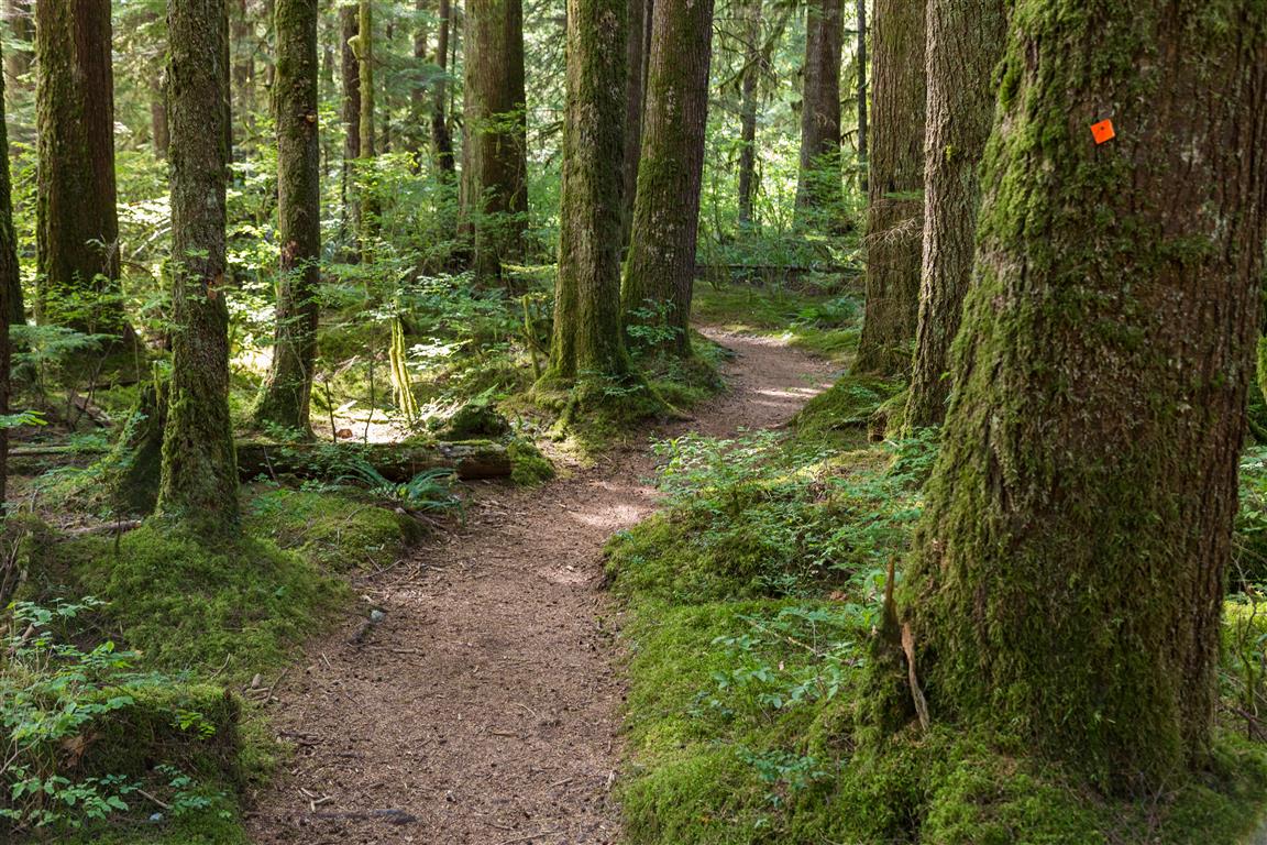 Trail