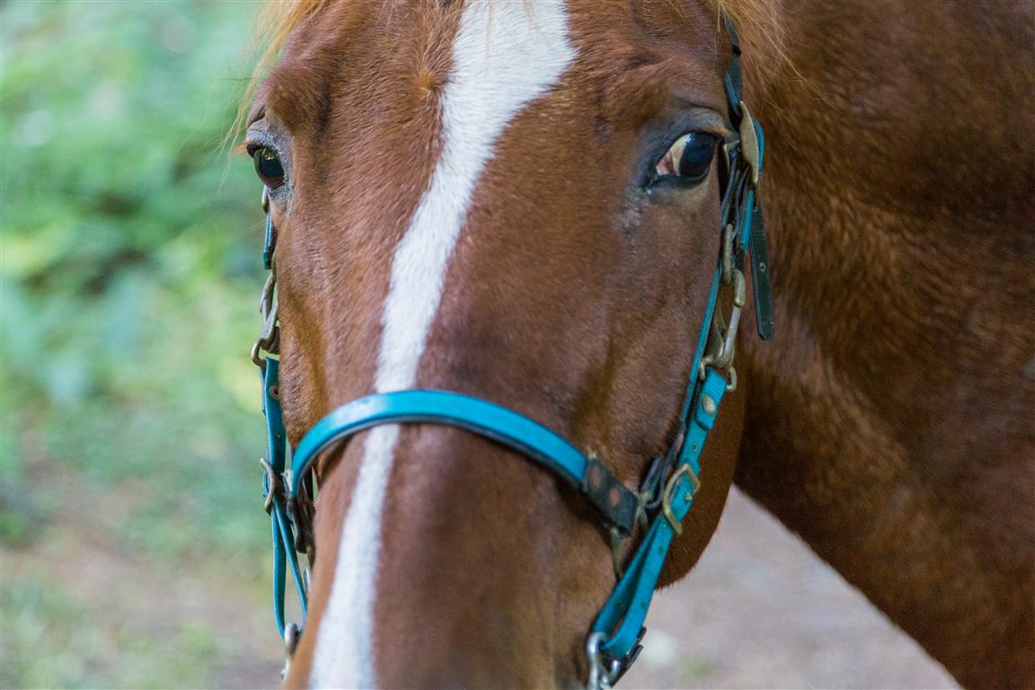 Horse at Lizard Lake