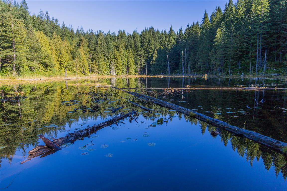 Lily lake