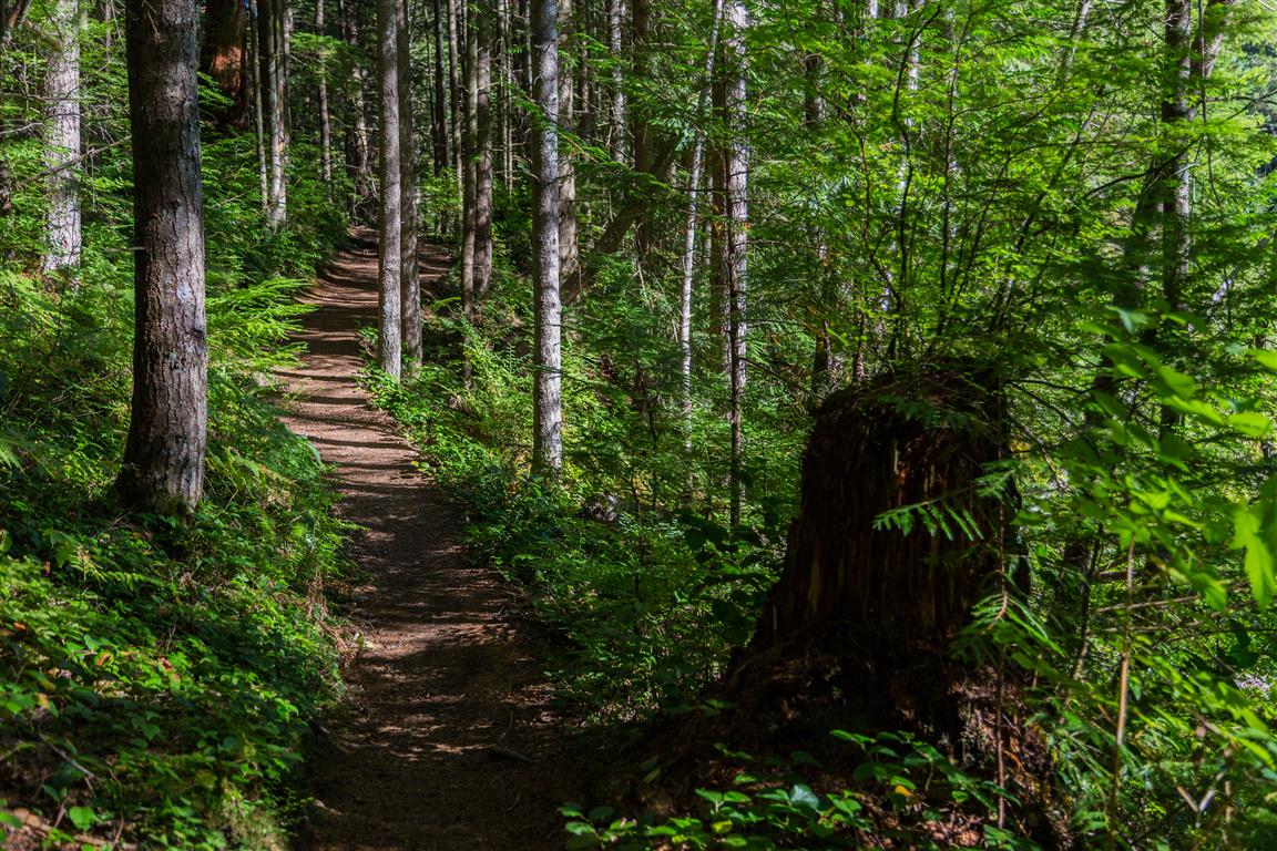 Trail