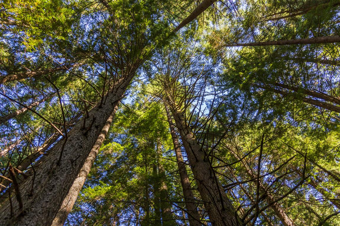Trees