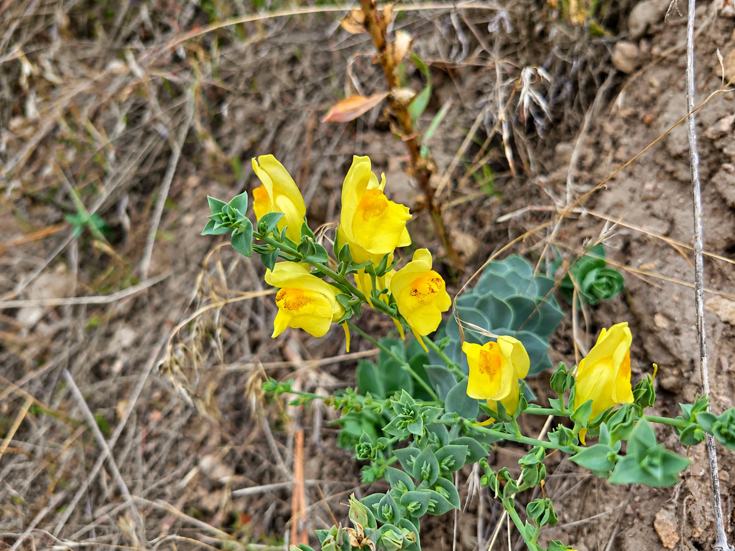 Dalmatian toadflax flower