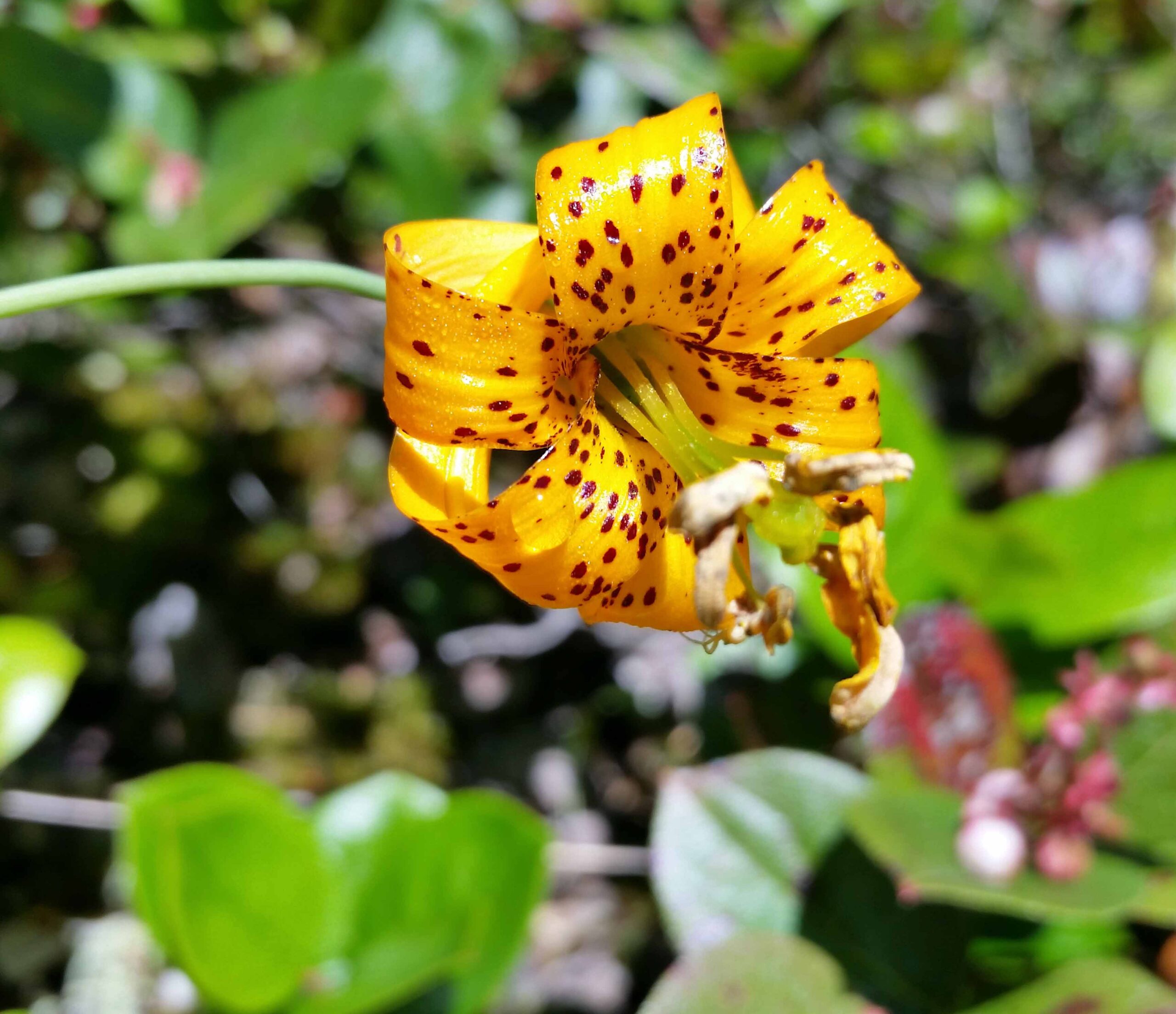 Close-up of a Columbia lily flower at Buntzen Lake