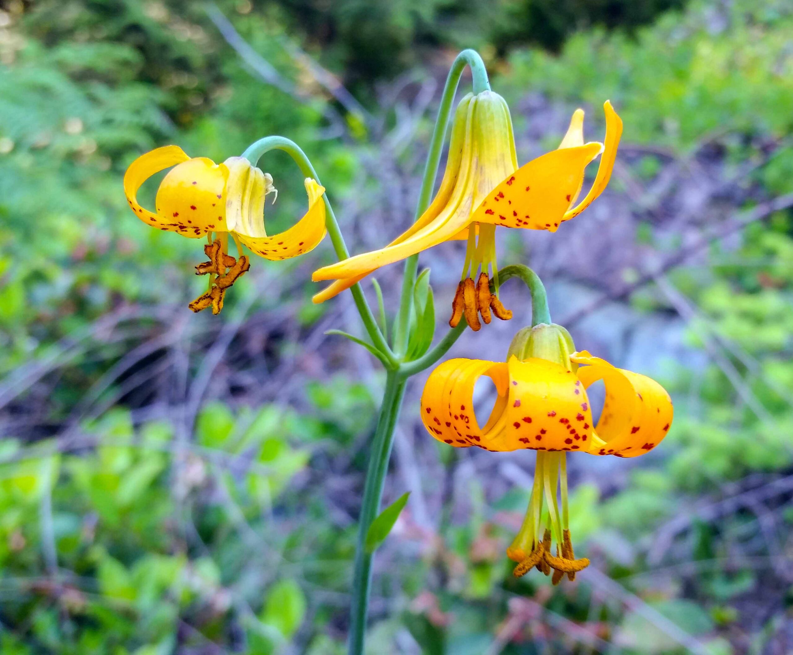 Three Columbia lily flowers at Buntzen Lake