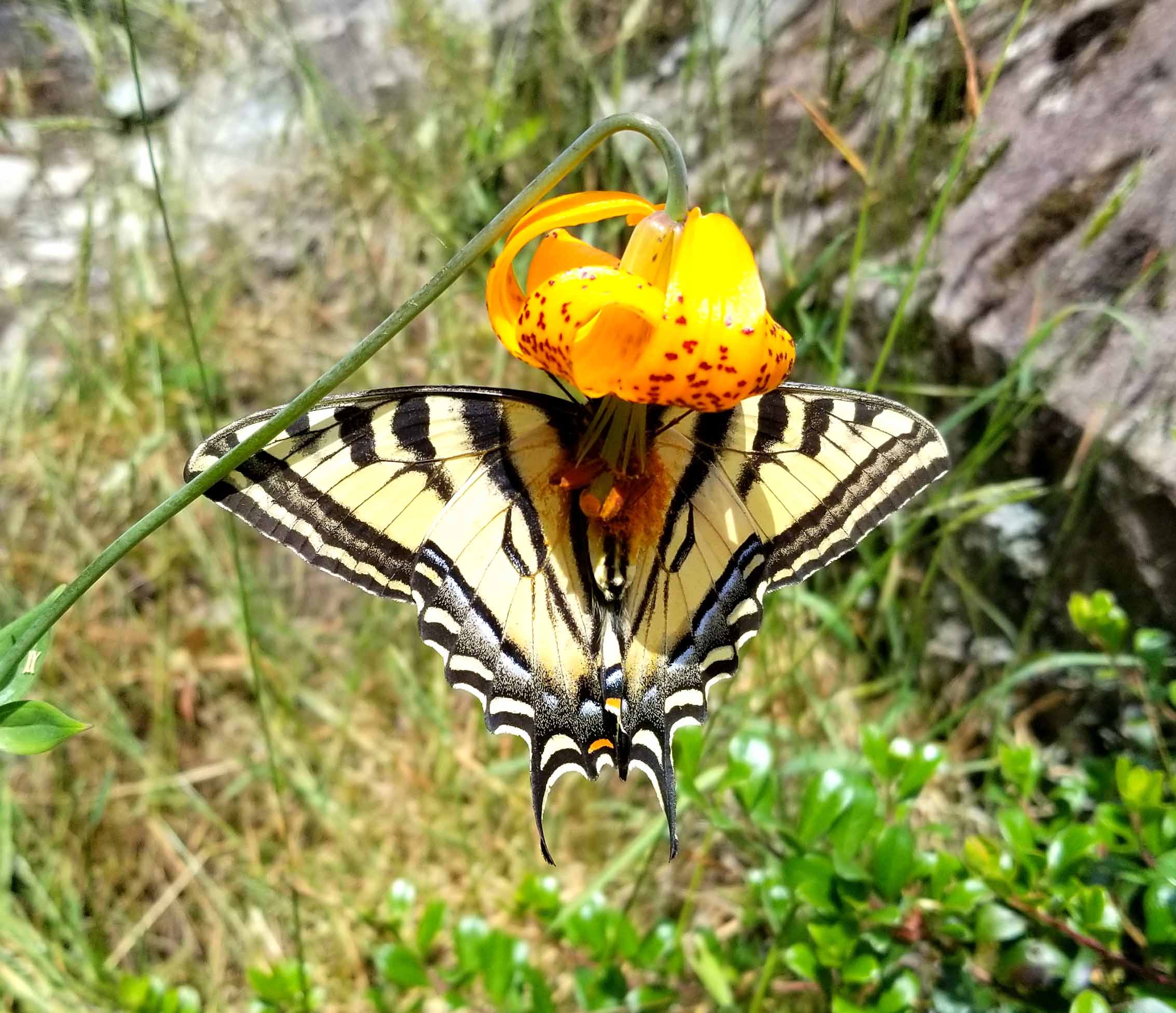 Western tiger swallowtail butterfly feeding on a Columbia lily at Buntzen Lake
