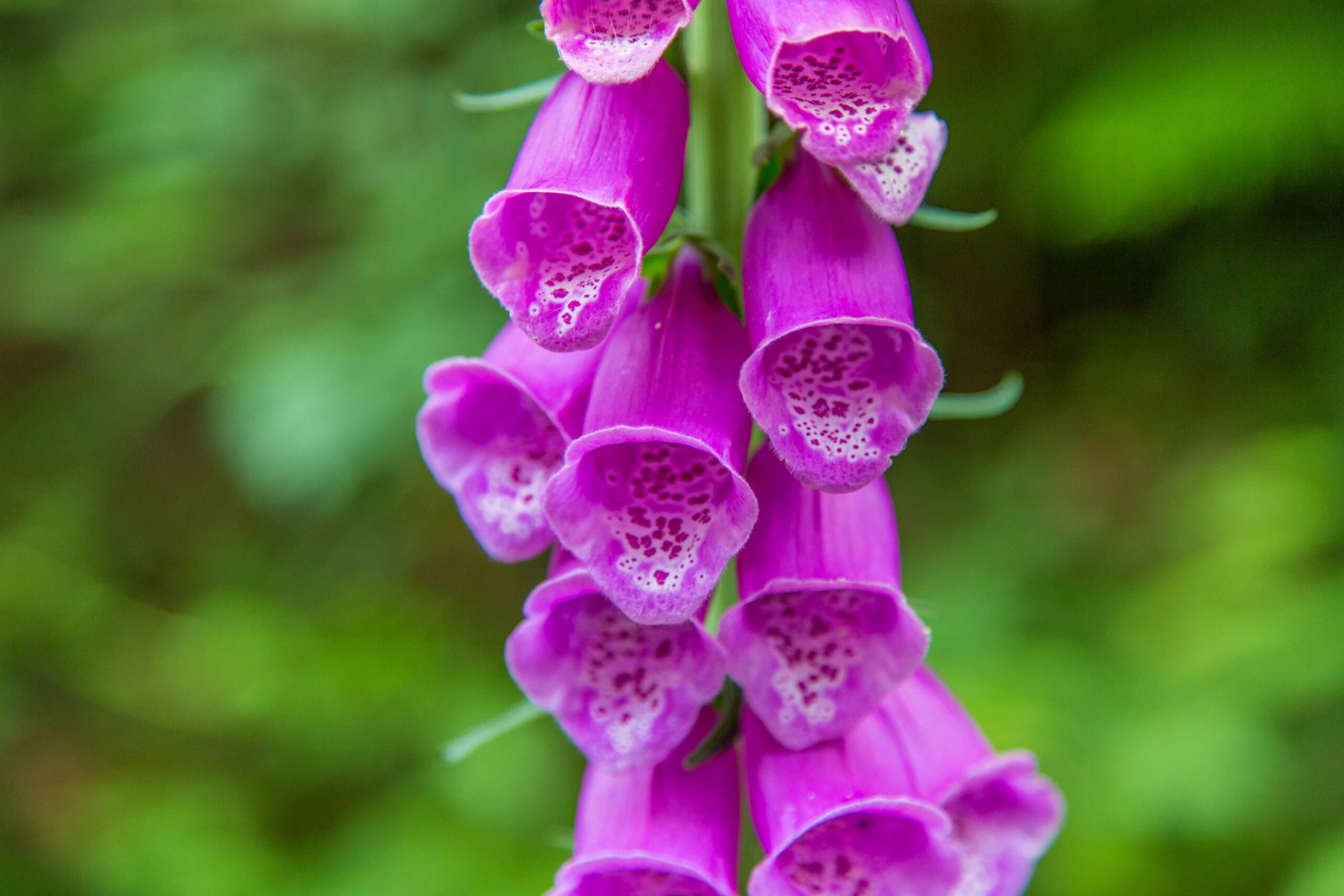 Common foxglove flowers at Buntzen Lake